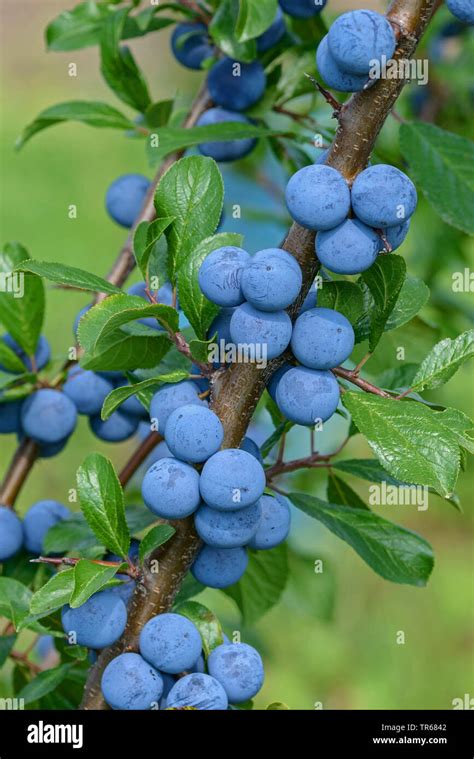 Blackthorn Sloe Prunus Spinosa Branch With Fruits Germany Stock