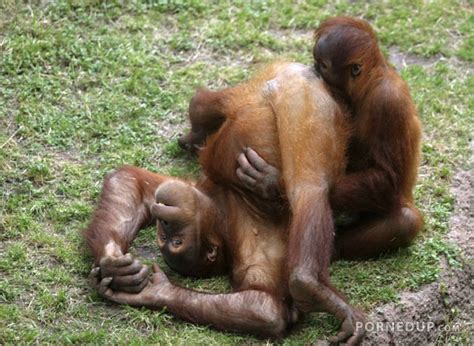Chimp Eats Out Other Chimps Pussy Porned Up