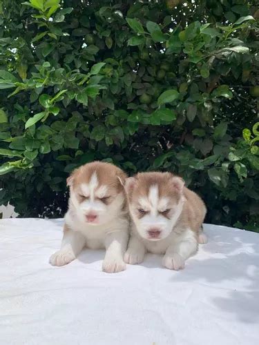 Filhotes Husky Siberiano Femeas Parcelamento Sem Juros