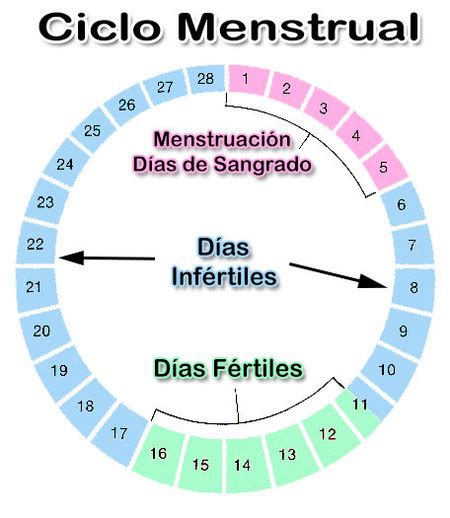 Cuáles Son Tus Días Fértiles Para Quedar Embarazada