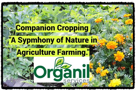Companion Farming: A Symphony of Symbiosis in Agriculture 