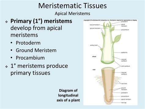 What Is Apical Meristem - Design Talk