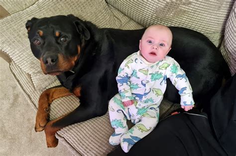 Mom Says Her Little Baby Son and Big Rottweiler Have the Cutest, ‘Paw ...