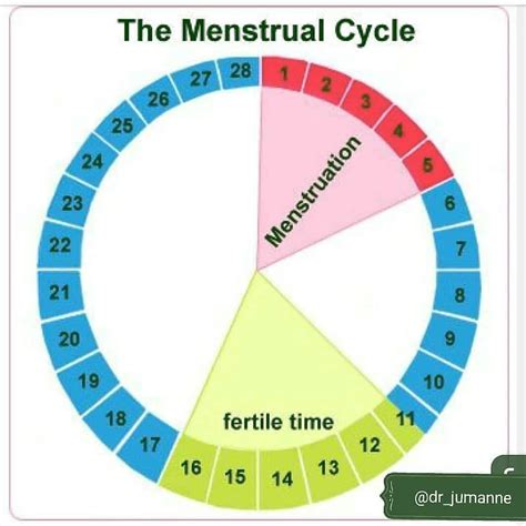 Comment Savoir Ma Date Dovulation Modè