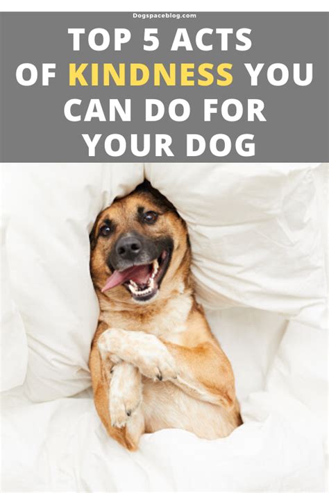 Top 5 Acts Of Kindness You Can Do For Dogs Dogspaceblog Random Acts