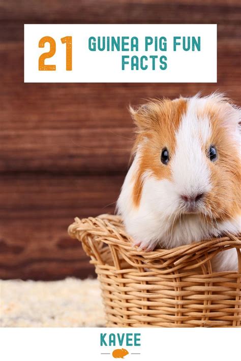 50 Amazing Guinea Pig Facts You Need To Know Artofit