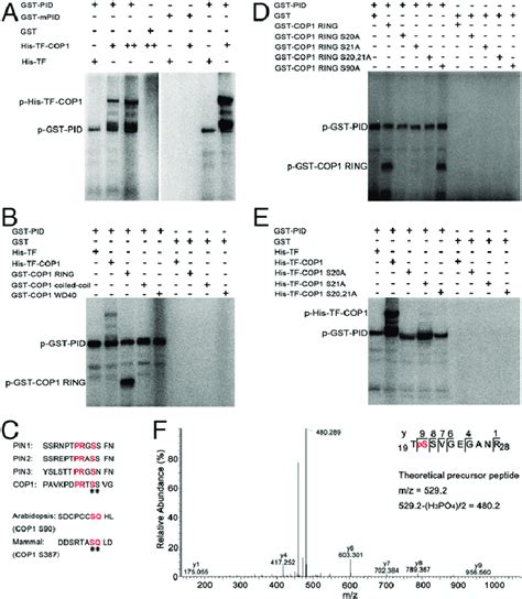 Pid Targets Ser20 On Cop1 For Phosphorylation In Vitro A In Vitro