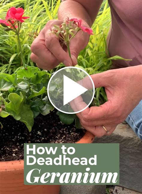 How To Deadhead A Geranium Back Gardener