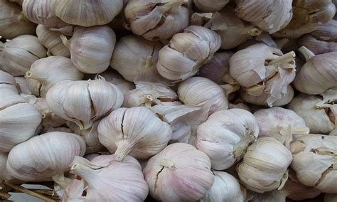 Tamil Nadu 5 Star Organic Ooty Garlic Packaging Type Loose At Rs 60