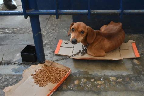 Ocorrência Policial homem é preso por maus tratos a animais na Zona