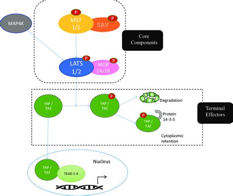 A Simple Schematic For The Hippo Pathways Signaling Cascade A Higher