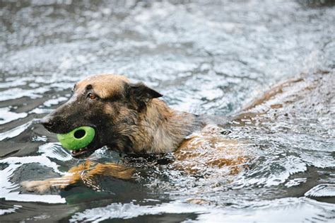 Dive In Or Paws Out Is It Safe To Let Your Dogs Swim And How To