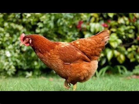 Кокошка - Звуци на животни (от Логопедико, Пловдив) - YouTube