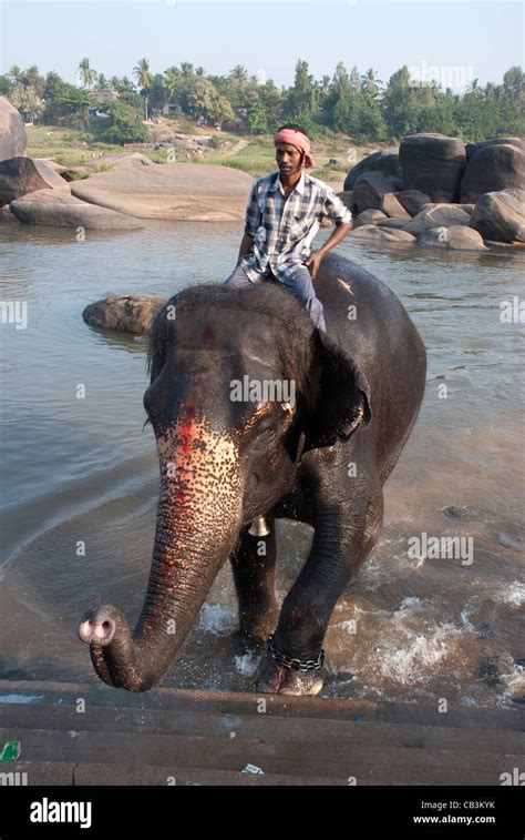 Temple Elephant With Handler Bathing In The River Tungabhadra River