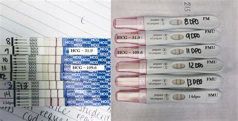 Dpo To Dpo Line Progression Frer And Pregmate With Betas R