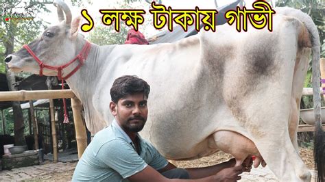 মাত্র ১ লক্ষ টাকার লাটে বড় বড় বাচ্চাছাড়া দুধের গাভী।সবার প্রিয় ইমন