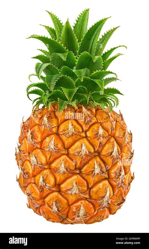 One Pineapple Isolated On White Background Full Depth Of Field Stock