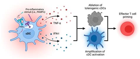 Tumor Microenvironmental Influences On Dendritic Cell And T Cell