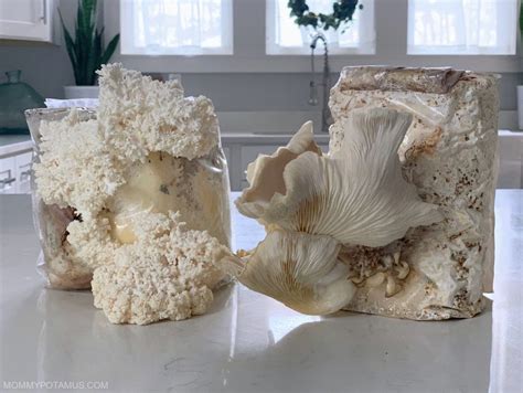 The Ultimate Guide To Mushroom Growing Kits