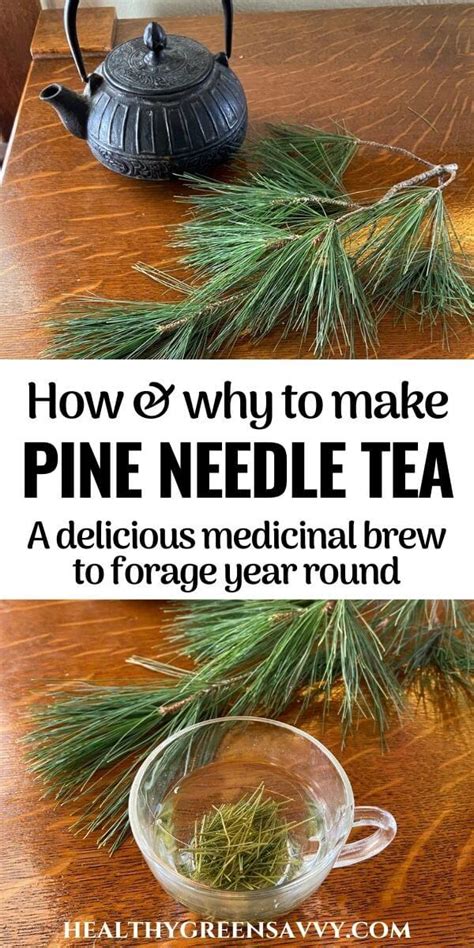 How To Make Pine Needle Tea Benefits And Pine Tea Recipe