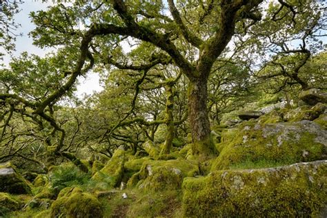 Ancient Woodland Uk Over 3 726 Royalty Free Licensable Stock Photos