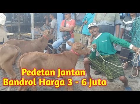 Harga Sapi Mulai Membaik Reivew Pedetan Jantan 3 6 Juta Pasar Sapi