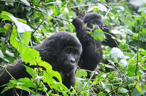 Ruanda 9 Giorni Gorilla Trekking Adventure Safari GetYourGuide