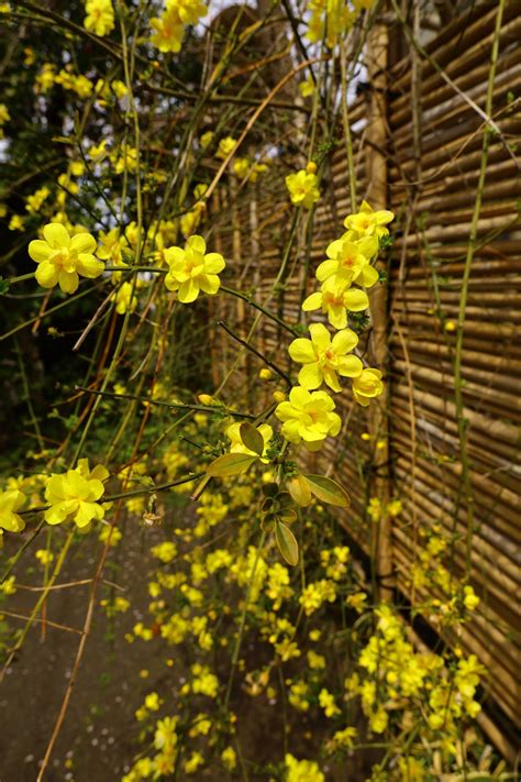 6 plantes grimpantes qui habilleront à coup sûr votre clôture