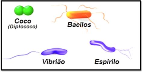 As formas mais comuns de Bactérias Download Scientific Diagram