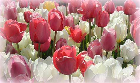 Pink And White Tulips In Early Spring Photograph By Dora Sofia Caputo Fine Art America