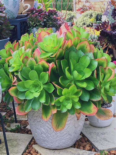 Aeonium 'Emerald Carpet' - World of Succulents