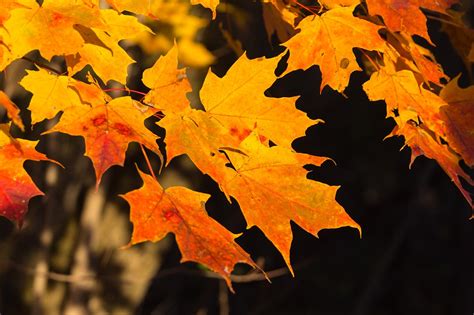 Érable Feuilles Tombe Photo gratuite sur Pixabay Pixabay