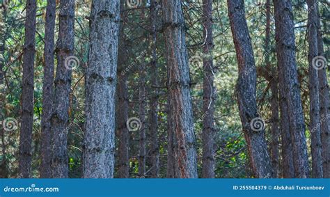 Pine Tree Trunk In The Forest Stock Image Image Of View Forest