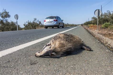 Fauna Atropellada El Proyecto Safe Eval A Los Muestreos Revista Quercus