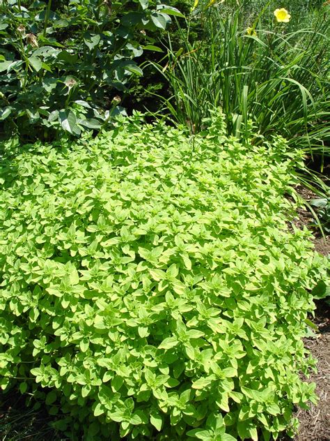 Golden oregano | Garden Housecalls