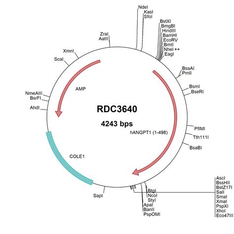 Human Integrin Beta Np Versaclone Cdna Rdc R D Systems