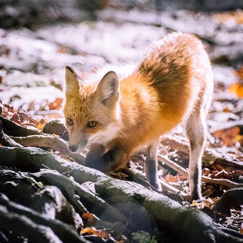 Photo Gallery Wild And Wonderful Creatures At The West Virginia