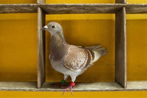 Racing Pigeon Stock Photos Images And Backgrounds For Free Download