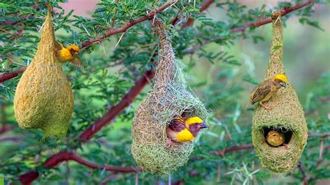 How Build Nests Baya Weavers Birds On The Trees Vital Wildlife 4k Youtube