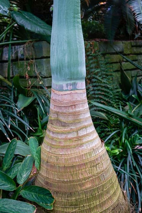 Tree Trunk of Bottle Palm or Palmiste Gargoulette Stock Photo - Image of nature, botany: 123209120