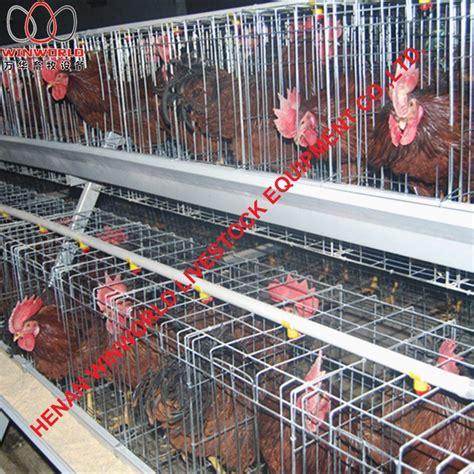 Chicken Cage Feeding System Breeder Birds Battery Automatic Equipment