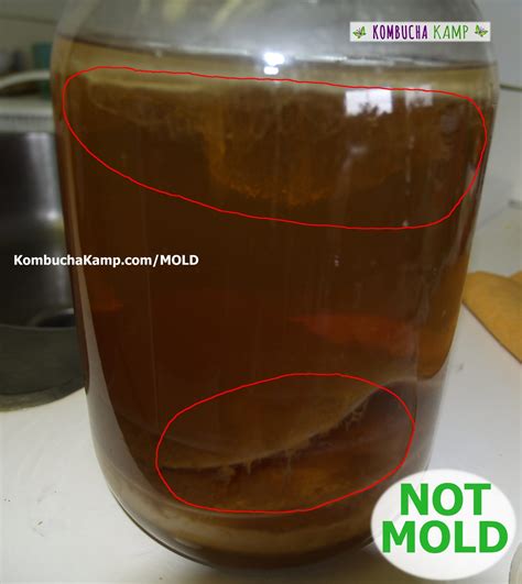 Normal Kombucha Yeast Floating In The Liquid And Under The Scoby