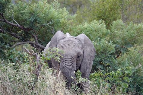 Parque Nacional De Kruger Del Elefante Africano Solamente En El