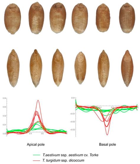 Agronomy Free Full Text Morphological Description And