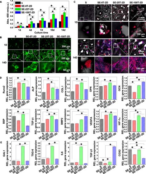 Effects Of D Printing Of Bc Exos On The Proliferation Survival