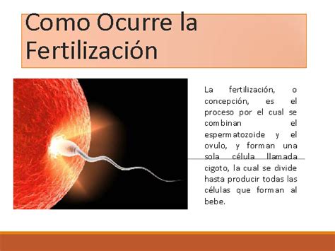 Formacion De Una Nueva Vida