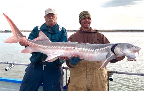 Guided Sturgeon Fishing Trips And Charters In San Francisco Ca At Flash
