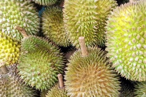 Jangan Dibuang Ini Manfaat Kulit Durian Untuk Kesehatan Salah Satunya