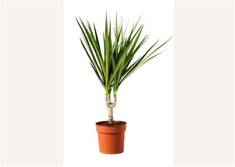 20 Best IKEA Indoor Plants | OBLIQUE NEW YORK