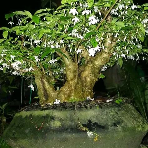 Jual Bunga Wangi Anting Putri Juga Bisa Buat Bahan Bonsai Tanaman Hias